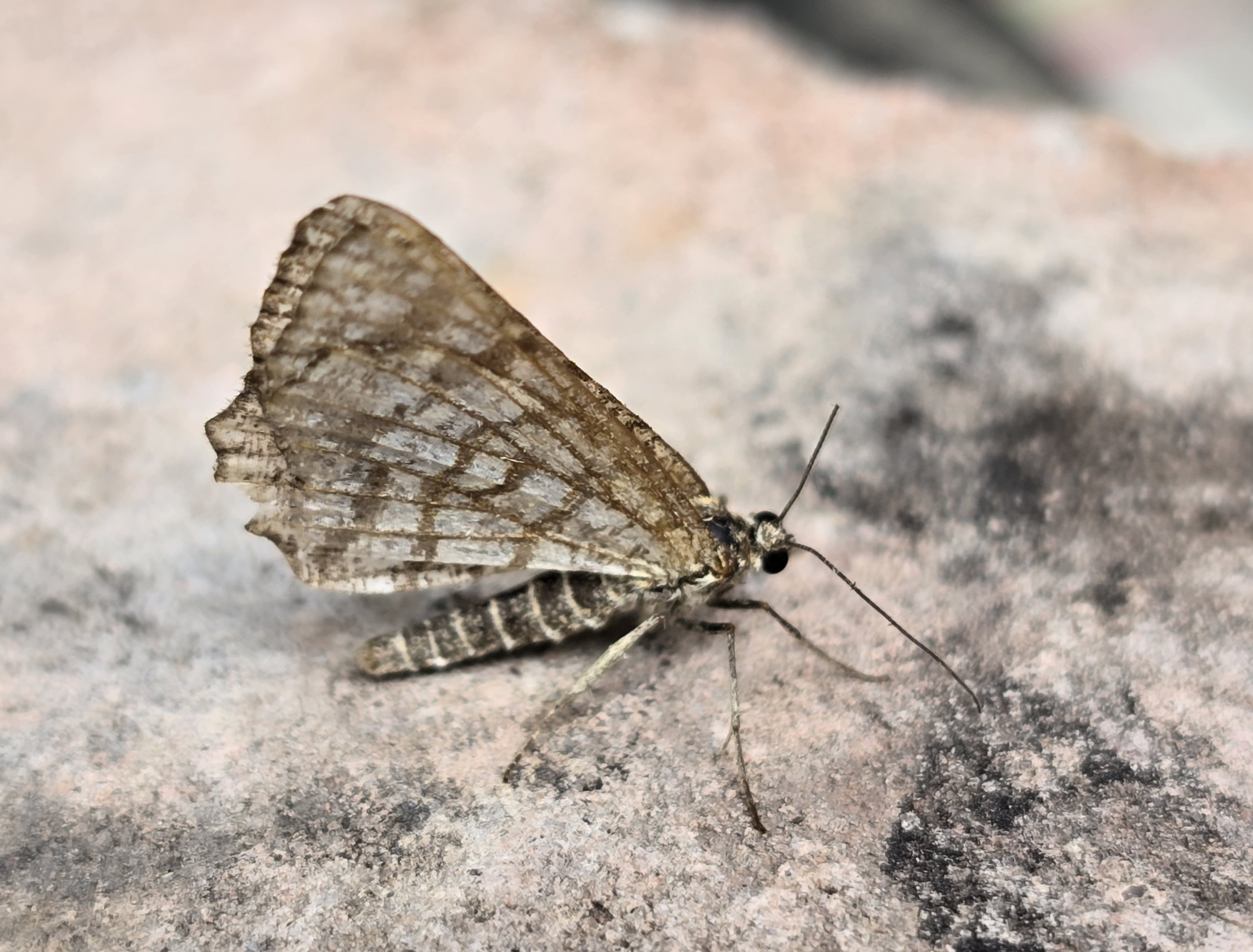 Photo of Latticed Heath (Chiasmia clathrata)